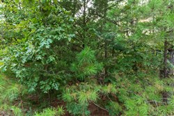 property photo for Stone Bridge Phase V Tract 390, 7.37 acres for sale in LatimerHaskell County, Oklahoma