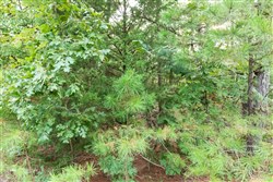 property photo for Stone Bridge Phase V Tract 390, 7.37 acres for sale in LatimerHaskell County, Oklahoma