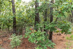 property photo for Stone Bridge Phase V Tract 390, 7.37 acres for sale in LatimerHaskell County, Oklahoma