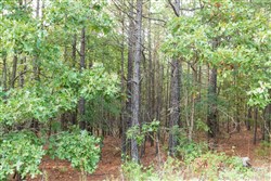 property photo for Stone Bridge Phase V Tract 391, 8.63 acres for sale in LatimerHaskell County, Oklahoma