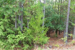 property photo for Stone Bridge Phase V Tract 391, 8.63 acres for sale in LatimerHaskell County, Oklahoma