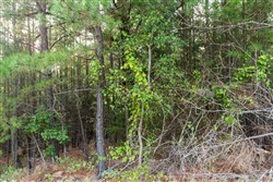 property photo for Stone Bridge Phase V Tract 391, 8.63 acres for sale in LatimerHaskell County, Oklahoma