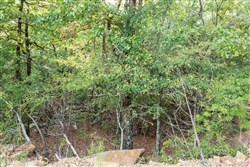 property photo for Stone Bridge Phase V Tract 392, 6.05 acres for sale in LatimerHaskell County, Oklahoma