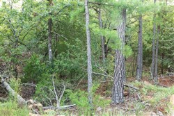 property photo for Stone Bridge Phase V Tract 392, 6.05 acres for sale in LatimerHaskell County, Oklahoma