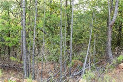 property photo for Stone Bridge Phase V Tract 392, 6.05 acres for sale in LatimerHaskell County, Oklahoma