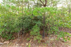 property photo for Stone Bridge Phase V Tract 393, 7.1 acres for sale in LatimerHaskell County, Oklahoma