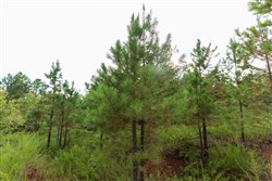 property photo for Stone Bridge Phase V Tract 394, 8.23 acres for sale in LatimerHaskell County, Oklahoma