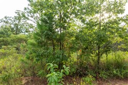 property photo for Stone Bridge Phase V Tract 394, 8.23 acres for sale in LatimerHaskell County, Oklahoma