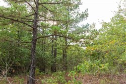 property photo for Stone Bridge Phase V Tract 395, 11.16 acres for sale in LatimerHaskell County, Oklahoma