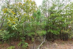 property photo for Stone Bridge Phase V Tract 395, 11.16 acres for sale in LatimerHaskell County, Oklahoma