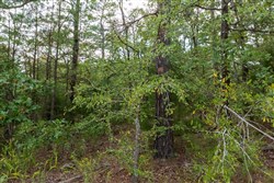 property photo for Stone Bridge Phase V Tract 396, 7.17 acres for sale in LatimerHaskell County, Oklahoma