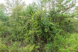 property photo for Stone Bridge Phase V Tract 396, 7.17 acres for sale in LatimerHaskell County, Oklahoma