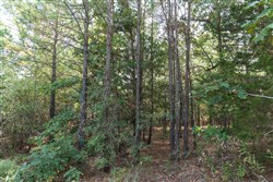 Stone Bridge Phase V Tract 399