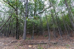 Stone Bridge Phase V Tract 401