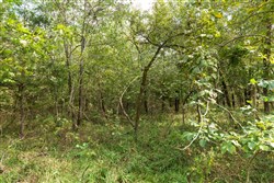 Stone Bridge Phase V Tract 408