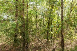 Stone Bridge Phase V Tract 409