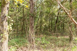 Stone Bridge Phase V Tract 409