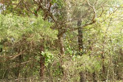 property photo for Stone Bridge Phase V Tract 410, 5.33 acres for sale in LatimerHaskell County, Oklahoma