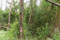 property photo for Stone Bridge Phase V Tract 412, 5.25 acres for sale in LatimerHaskell County, Oklahoma