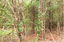property photo for Stone Bridge Phase V Tract 417, 5.93 acres for sale in LatimerHaskell County, Oklahoma