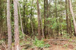 property photo for Stone Bridge Phase V Tract 418, 6.25 acres for sale in LatimerHaskell County, Oklahoma