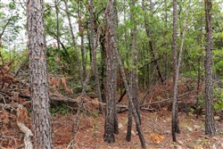 Stone Bridge Phase V Tract 420