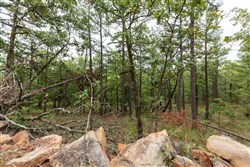 Stone Bridge Phase V Tract 422
