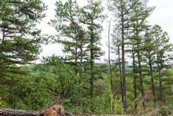 property photo for Stone Bridge Phase V Tract 423, 5.01 acres for sale in LatimerHaskell County, Oklahoma