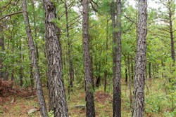 property photo for Stone Bridge Phase V Tract 424, 5.59 acres for sale in LatimerHaskell County, Oklahoma