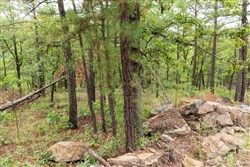 property photo for Stone Bridge Phase V Tract 424, 5.59 acres for sale in LatimerHaskell County, Oklahoma