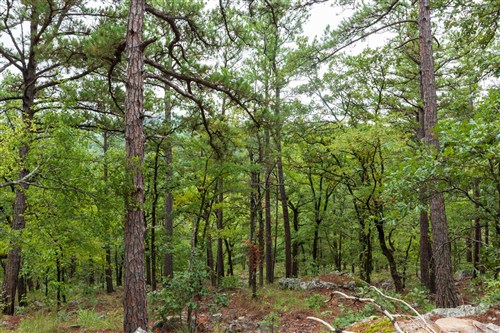 Stone Bridge Phase V Tract 426
