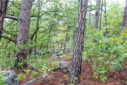 Stone Bridge Phase V Tract 427