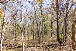 Stone Bridge Reserve Tract 10