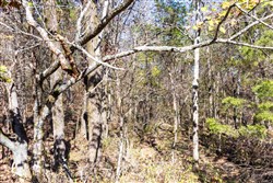 Stone Bridge Reserve Tract 11