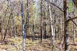 Stone Bridge Reserve Tract 11