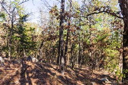 Stone Bridge Reserve Tract 15