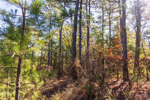 Stone Bridge Reserve Tract 23