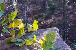 Stone Bridge Reserve Tract 28