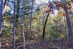 Stone Bridge Reserve Tract 29