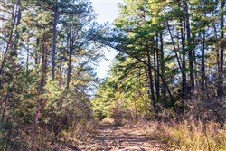 Stone Bridge Reserve Tract 29