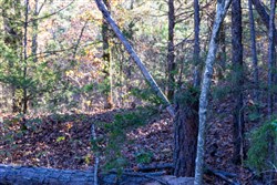 Stone Bridge Reserve Tract 29