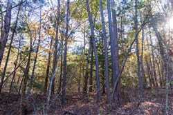 Stone Bridge Reserve Tract 29