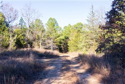 Stone Bridge Reserve Tract 31