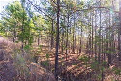 Stone Bridge Reserve Tract 4