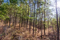 Stone Bridge Reserve Tract 6