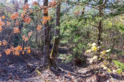 Stone Bridge Reserve Tract 8