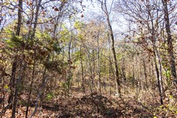 Stone Bridge Reserve Tract 8