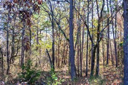Stone Bridge Reserve Tract 9
