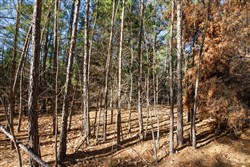 Stone Bridge Phase II Tract 106