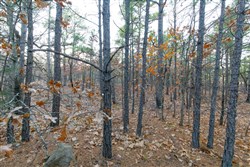 Stone Bridge Phase II Tract 114